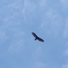 airplane in the sky