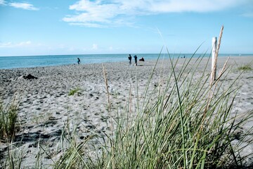 beach and grass at darß