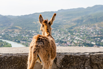 An animal little donkey stands on a cliff of a mountain and looks at the landscape of the...