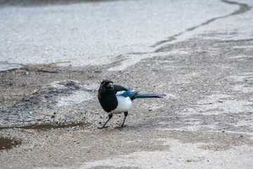 Magpie perching on the ground.    Banff National Park,  AB Canada
