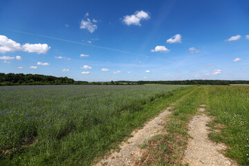 Fototapeta na wymiar Landscape with green fields and dirt road