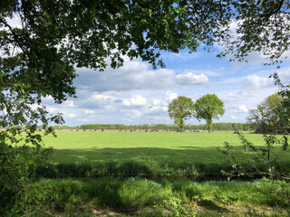 Fototapeta na wymiar Cows in the meadow in Overijssel