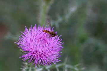 Bright flies on purple flower of the thistle