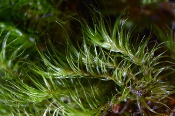 Moss – Dicranum scoparium – Mech – Widłoząb miotlasty – Trójmiejski Park Krajobrazowy