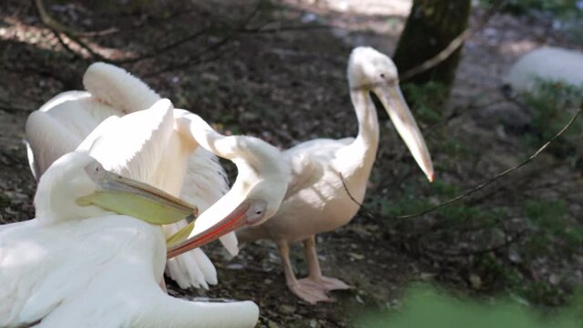 Portrait of white pelicans in the nature. Zoologic park, zoo, safari