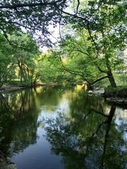 Fototapeta premium reflection of trees in water
