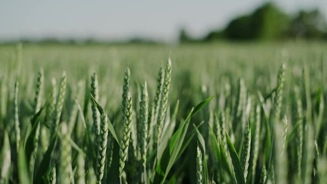 Swaying green wheat or rye on the field.