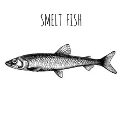 Smelt. Sea fish. Hand-drawn sketch vector. Vintage style. Fish and seafood products.