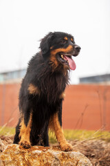 Obraz na płótnie Canvas black and gold Hovie, dog hovawart nice portrait with back light