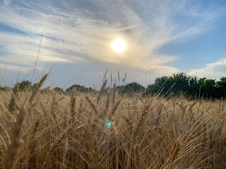 wheat field in the rays of July sunset