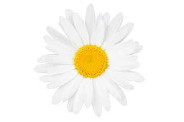 Single chamomile flower top view close-up isolated on a white background.