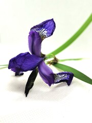 The purple flower on a white background - obrazy, fototapety, plakaty