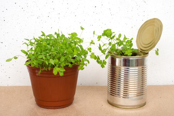 Parsley sprouts in brown pot and tin can on white concrete wall background. Growing micro greens at home.
