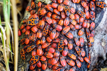 Group of firebug, Pyrrhocoris apterus on tree trunk. Top view, selective focus.