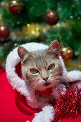 A funny fluffy gray cat with green eyes in a Santa Claus costume congratulates on the holiday against the background of a decorated Christmas tree: happy new year and merry Christmas! Vertical