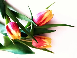 The tulips on the white background.