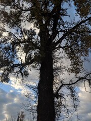 silhouette of a tree