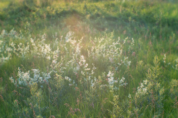 Blurred. Wild blooming summer meadow in the natural haze of soft lens. Natural background.