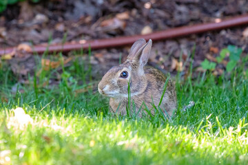 A small bunny rabbit sits in the shady grass