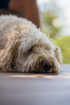 Close up of a sleeping Labradoodle