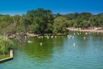 krajobraz drzewa rzeka niebo ptaki  © Katarzyna