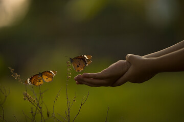Kid touching butterfly