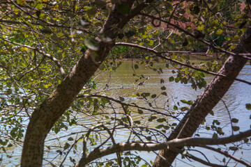 drzewa rzeka liście gałęzie lato