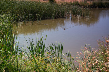jezioro trawa roślinność lato liście