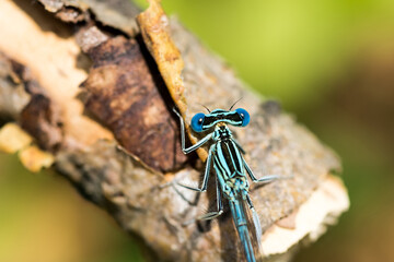 Blue dragonfly close-up.