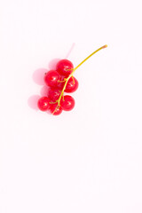 branch of red berries red currant on a pink background