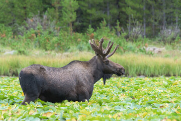 Shiras Moose in Colorado. Shiras are the smallest species of Moose in North America