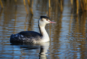 Great Crested Grebe in winter plumage floats in water, The Netherlands