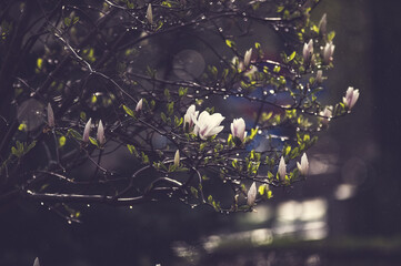 Motyw roślinny Kwiaty magnolii na gałązkach z liśćmi - obrazy, fototapety, plakaty