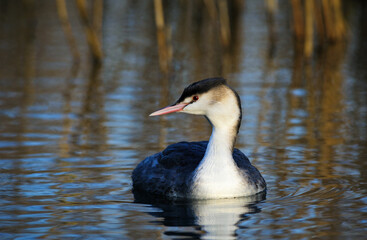 Great Crested Grebe in winter plumage floats in water, The Netherlands