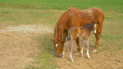 CLOSE UP Cute little baby horse dances next to mother grazing in the pasture