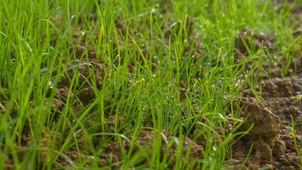 MACRO: Water droplets cover the blades of grass sprouting from fertile soil