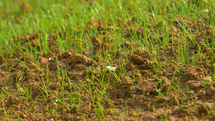 MACRO: Small stalks of grass protrude from the germinating seeds in wet dirt.
