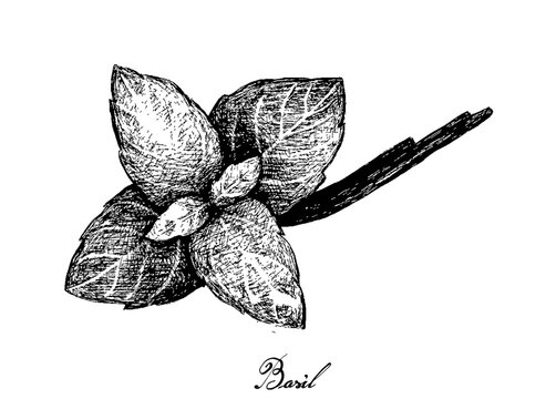 Herbal Plants, Hand Drawn Illustration of Fresh Basil Plant Isolated on A White Background Used for Seasoning in Cooking.
