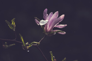 Różowy kwiat magnolii na ciemnym tle