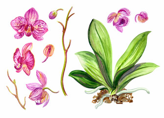 Set of flowers, buds, leaves of a pink Phalaenopsis orchid, watercolor illustration on a white background, isolated.
