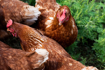 Country Living: Beautiful Brown Chickens in a Charming Henhouse © Melissa