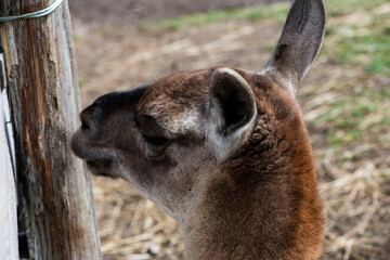 Cerf