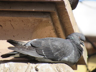 ZACATECAS, MEXICO
