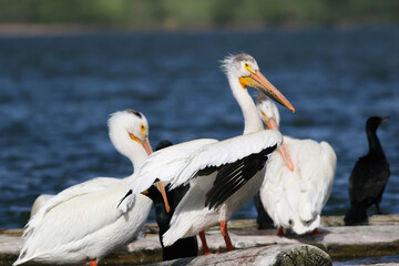 A setting of American White Pelicans grooming as they sit on large floating logs in a lake with a distant shoreline.