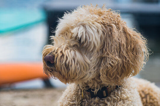 Close up of a Labradoodle