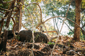 Goa, India. Funny Gray Langur Monkey With Closed Eyes Relax Sitting On Stone In Jungle Forest
