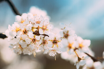White Young Spring Flowers Of Prunus subg. Cerasus Growing In Branch Of Tree.