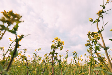 Close Up Of Blossom Of Canola Yellow Flowers Under Cloudy Sky. Rape Plant, Rapeseed, Oilseed Field Meadow Grass