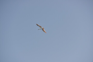 sea gull flies over the sea and the coast, hoping to see a tasty piece of food