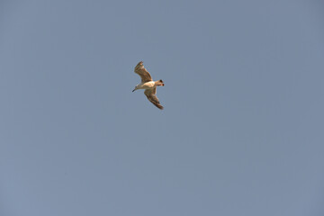 sea gull flies over the sea and the coast, hoping to see a tasty piece of food
